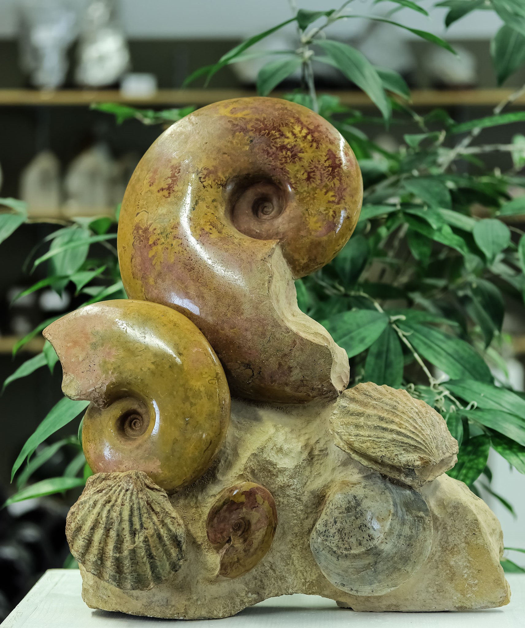 Bild von Ammonit Stufen,20.85Kg., Frankreich