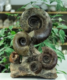 Bild von Ammonit Stufen, 18.1Kg., Frankreich