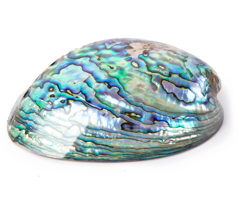 Bild von Paua Muschel (Abalone)