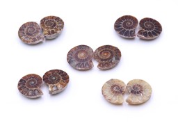 Bild von Ammonit Paare 