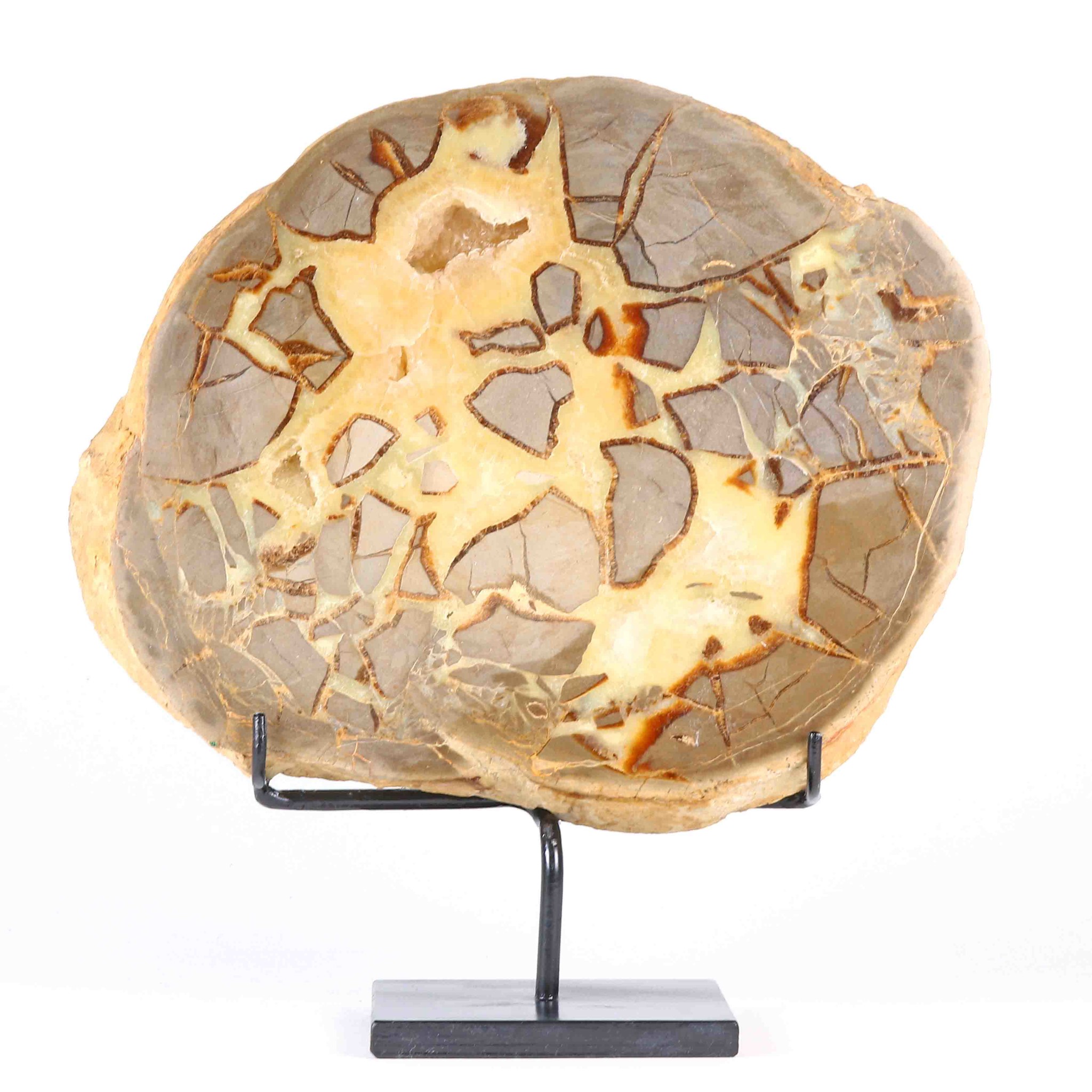 Immagine di Disco di Septarie in esposizione