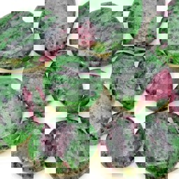 Zeige Details für Rubin-Zoisit Handschmeichler (VE: 250g) Bild von Rubin-Zoisit Handschmeichler (VE: 250g)