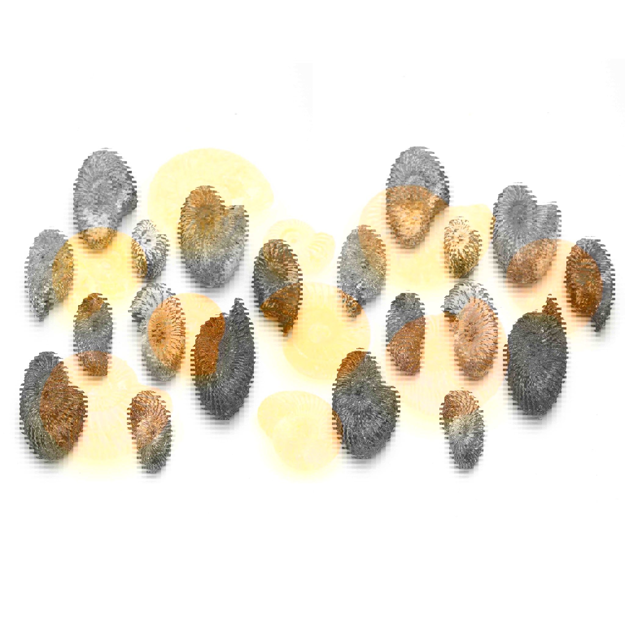 Bild von Ammonit Marokko ca. 16-35mm "klein"