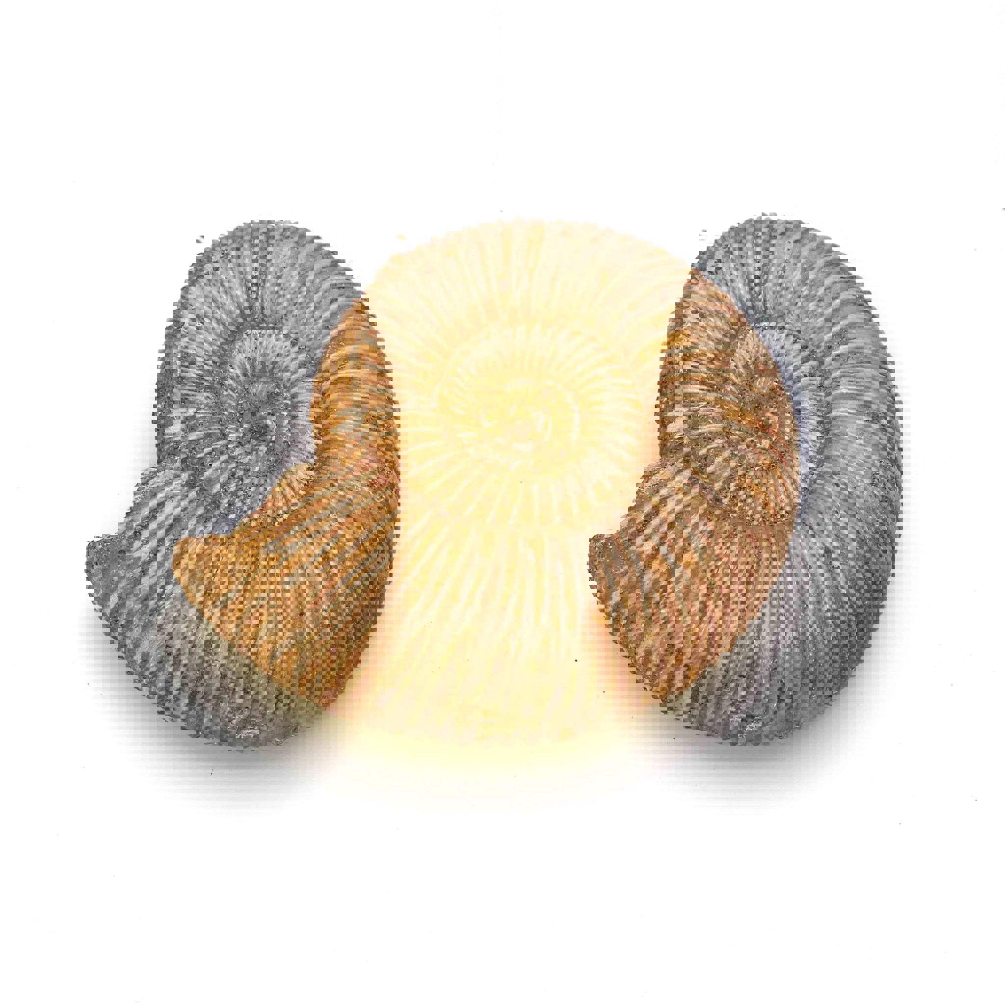 Bild von Ammonit Marokko